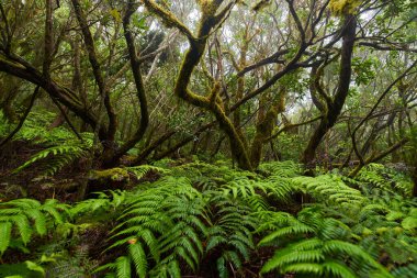 Anaga, Tenerife 'deki nemli Laurisilva ormanlarındaki eğimli yosun ağaçlarının altında büyüyen büyük eğreltiotu ağaçları.
