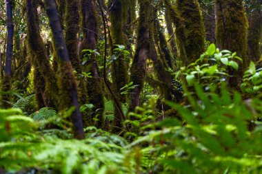 Anaga, Tenerife 'deki nemli Laurisilva ormanlarındaki eğimli yosun ağaçlarının altında büyüyen büyük eğreltiotu ağaçları.