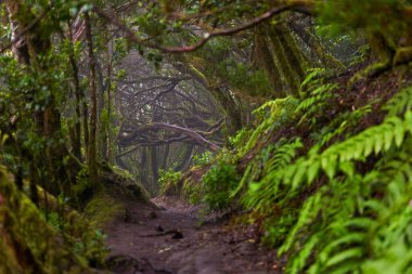 Anaga, Tenerife 'nin sık defne ormanlarında orman yolunda yosun kaplı ağaçlar.