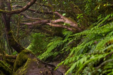 Anaga, Tenerife 'nin sık defne ormanlarında orman yolunda yosun kaplı ağaçlar.