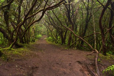 Anaga, Tenerife 'nin sık defne ormanlarında orman yolunda yosun kaplı ağaçlar.