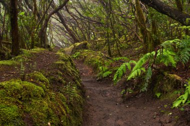 Anaga, Tenerife 'nin sık defne ormanlarında orman yolunda yosun kaplı ağaçlar.