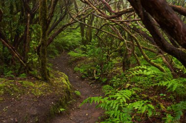 Anaga, Tenerife 'nin sık defne ormanlarında orman yolunda yosun kaplı ağaçlar.