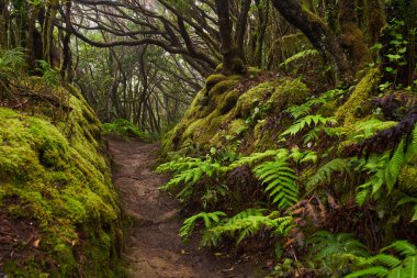 Anaga, Tenerife 'nin sık defne ormanlarında orman yolunda yosun kaplı ağaçlar.