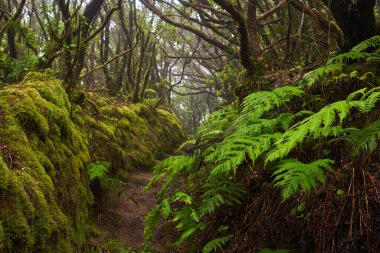 Anaga, Tenerife 'nin sık defne ormanlarında orman yolunda yosun kaplı ağaçlar.