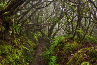 Anaga, Tenerife 'nin sık defne ormanlarında orman yolunda yosun kaplı ağaçlar.