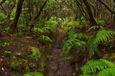 Anaga, Tenerife 'nin sık defne ormanlarında orman yolunda yosun kaplı ağaçlar.