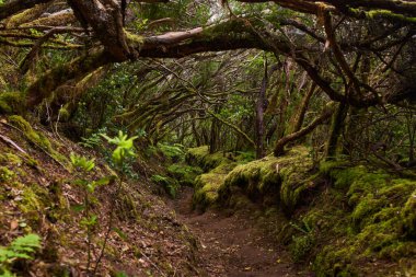 Anaga, Tenerife 'nin sık defne ormanlarında orman yolunda yosun kaplı ağaçlar.