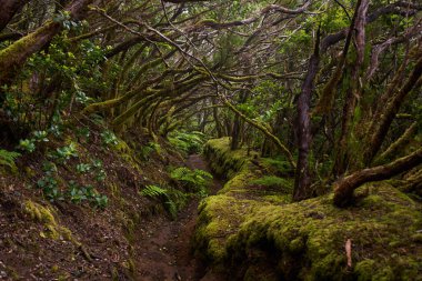 Anaga, Tenerife 'nin sık defne ormanlarında orman yolunda yosun kaplı ağaçlar.