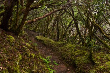 Anaga, Tenerife 'nin sık defne ormanlarında orman yolunda yosun kaplı ağaçlar.