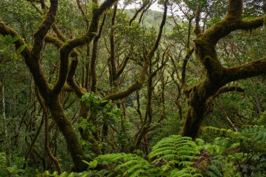Anaga, Tenerife 'deki nemli Laurisilva ormanlarındaki eğimli yosun ağaçlarının altında büyüyen büyük eğreltiotu ağaçları.