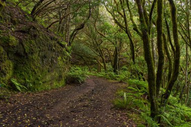 Anaga, Tenerife 'nin sık defne ormanlarında orman yolunda yosun kaplı ağaçlar.