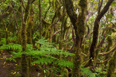Anaga, Tenerife 'deki nemli Laurisilva ormanlarındaki eğimli yosun ağaçlarının altında büyüyen büyük eğreltiotu ağaçları.