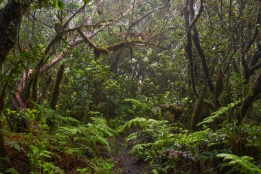 Anaga, Tenerife 'deki nemli Laurisilva ormanlarındaki eğimli yosun ağaçlarının altında büyüyen büyük eğreltiotu ağaçları.