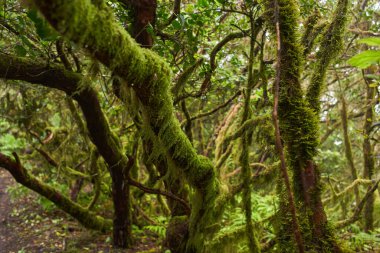 Green mossy forest at laurisilva, Anaga, Tenerife