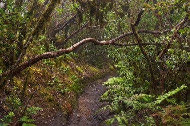 Anaga, Tenerife 'nin sık defne ormanlarında orman yolunda yosun kaplı ağaçlar.