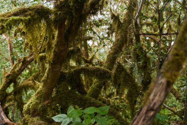 Laurisilva ormanında kalın yosunlarla kaplı ağaçlar, Anaga, Tenerife