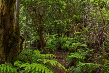 Anaga, Tenerife 'deki nemli Laurisilva ormanlarındaki eğimli yosun ağaçlarının altında büyüyen büyük eğreltiotu ağaçları.
