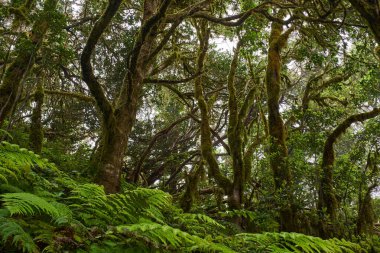 Anaga, Tenerife 'deki nemli Laurisilva ormanlarındaki eğimli yosun ağaçlarının altında büyüyen büyük eğreltiotu ağaçları.