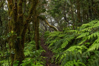 Anaga, Tenerife 'deki nemli Laurisilva ormanlarındaki eğimli yosun ağaçlarının altında büyüyen büyük eğreltiotu ağaçları.