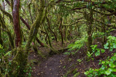 Anaga, Tenerife 'nin sık defne ormanlarında orman yolunda yosun kaplı ağaçlar.
