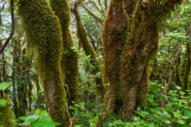 Green mossy forest at laurisilva, Anaga, Tenerife