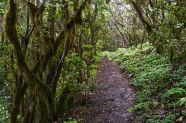 Anaga, Tenerife 'nin sık defne ormanlarında orman yolunda yosun kaplı ağaçlar.