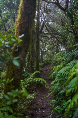 Anaga, Tenerife 'nin sık defne ormanlarında orman yolunda yosun kaplı ağaçlar.