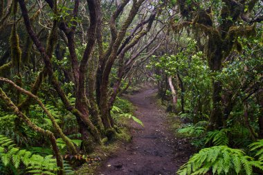 Anaga, Tenerife 'nin sık defne ormanlarında orman yolunda yosun kaplı ağaçlar.