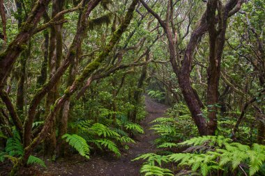 Anaga, Tenerife 'nin sık defne ormanlarında orman yolunda yosun kaplı ağaçlar.
