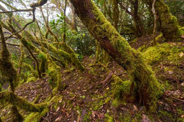 Tenerife 'deki Anaga laurisilva subtropikal ormanında çarpık defne ağaçları
