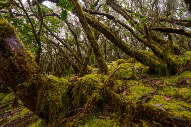 Tenerife 'deki Anaga laurisilva subtropikal ormanında çarpık defne ağaçları