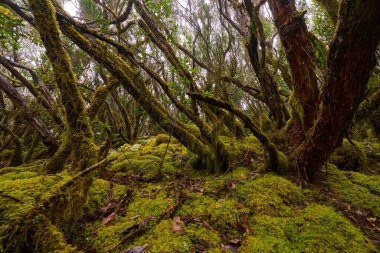 Tenerife 'deki Anaga laurisilva subtropikal ormanında çarpık defne ağaçları