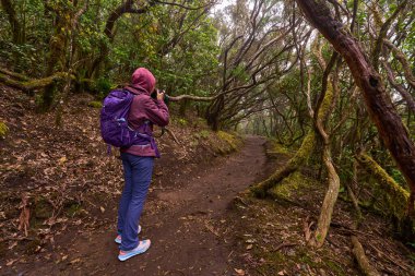 Sırt çantalı ve kameralı doğa fotoğrafçısı kadın Tenerife 'deki defne ormanında yürüyüş yapıyor ve çekim yapıyor.