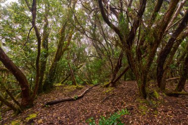 Tenerife 'deki Anaga laurisilva subtropikal ormanında çarpık defne ağaçları