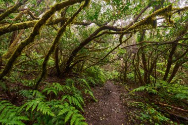 Çarpık defne ağaçları ormanı ve Anaga, Tenerife 'de yürüyüş yolu.