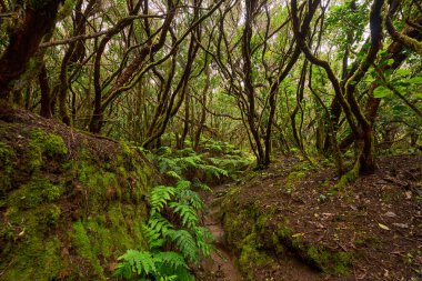 Tenerife 'deki Anaga laurisilva subtropikal ormanında çarpık defne ağaçları