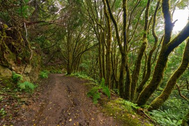 Çarpık defne ağaçları ormanı ve Anaga, Tenerife 'de yürüyüş yolu.