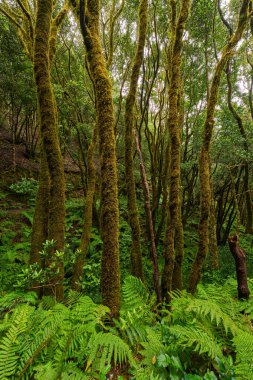 Tenerife 'deki Anaga laurisilva subtropikal ormanında çarpık defne ağaçları