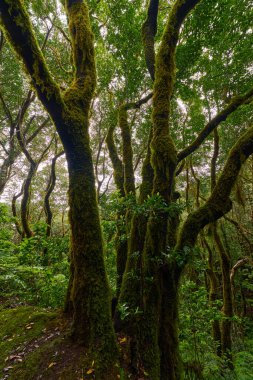Tenerife 'deki Anaga laurisilva subtropikal ormanında çarpık defne ağaçları
