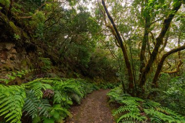 Yosun kaplı ağaçlar ve yemyeşil eğreltiotları Anaga defne ormanında kıvrılan huzurlu bir patika çiziyor.
