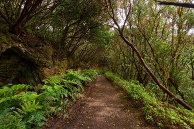 Çarpık defne ağaçları ormanı ve Anaga, Tenerife 'de yürüyüş yolu.