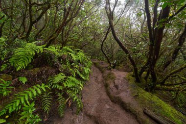 Çarpık defne ağaçları ormanı ve Anaga, Tenerife 'de yürüyüş yolu.