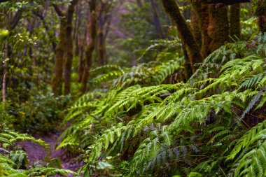 Çarpık defne ağaçları ormanı ve Anaga, Tenerife 'de yürüyüş yolu.