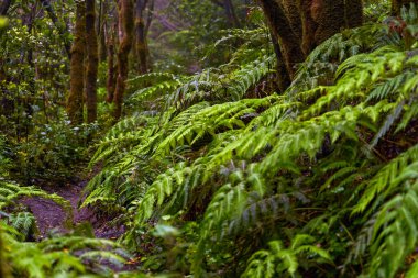 Çarpık defne ağaçları ormanı ve Anaga, Tenerife 'de yürüyüş yolu.