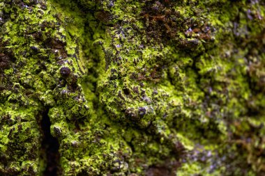 Anaga 'nın subtropikal lav ormanında kabuklu liken kolonileştiren defne ağacı kabuğunun makro dokusu