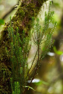 Epifiz bitkileri olan yosunlu laurisilva ağacı yemyeşil bir subtropikal defne ormanında yetişiyor.
