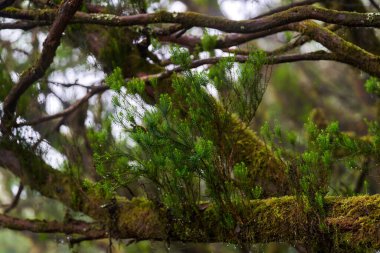 Epifiz bitkileri olan yosunlu laurisilva ağacı yemyeşil bir subtropikal defne ormanında yetişiyor.