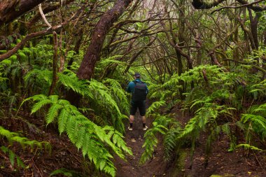 Sırt çantalı bir yürüyüşçü Tenerife 'deki subtropikal defne ormanında yürüyüş yapıyor.