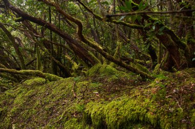 Tenerife 'deki Anaga laurisilva subtropikal ormanında çarpık defne ağaçları